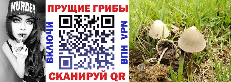 купить наркоту  Мурманск  Галлюциногенные грибы Magic Shrooms 